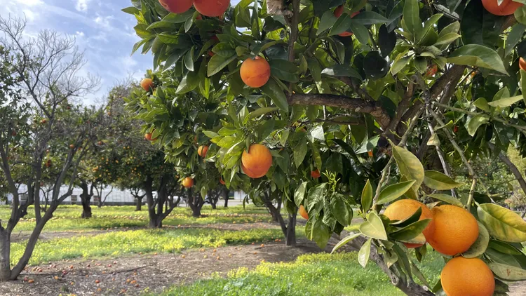 Gabriela Glueck visits the "Torture Orchard," where California's nut trees are pushed to the brink so they can withstand the curveballs thrown by climate change.